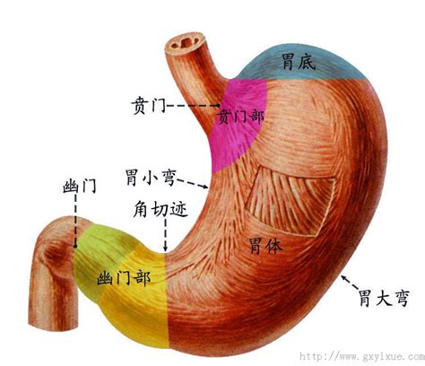 胃 位置|胃部解剖图详细图